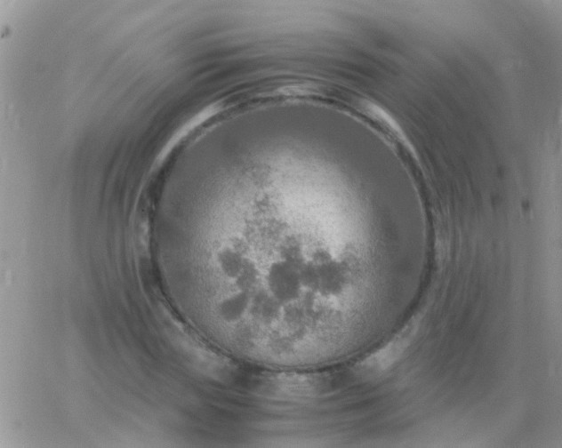 X0000065240827200602242022