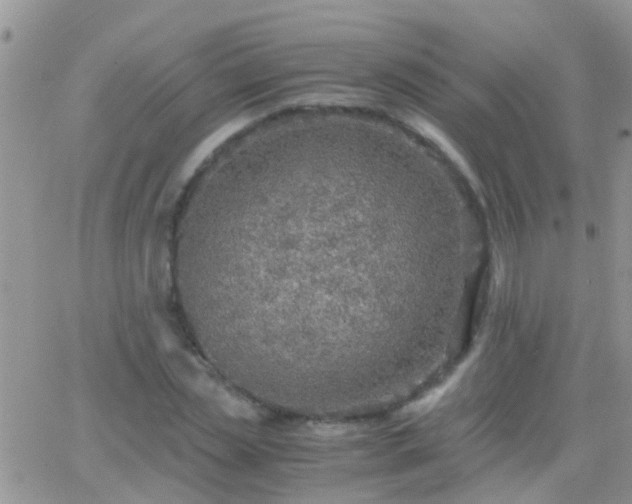 X0000065240829200602242022