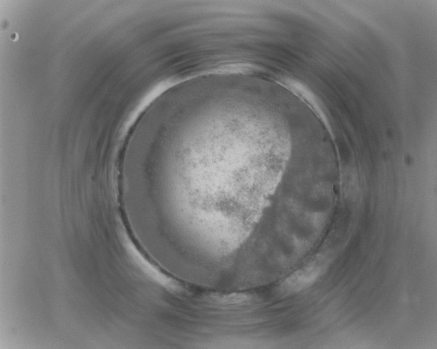 X0000065240851200602242023