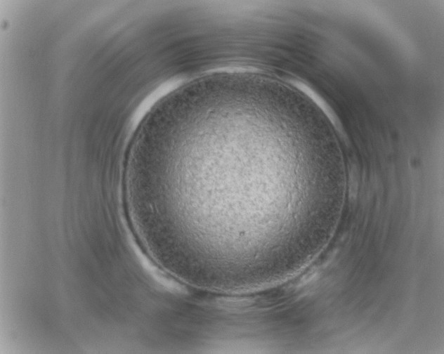 X0000065240861200602242023