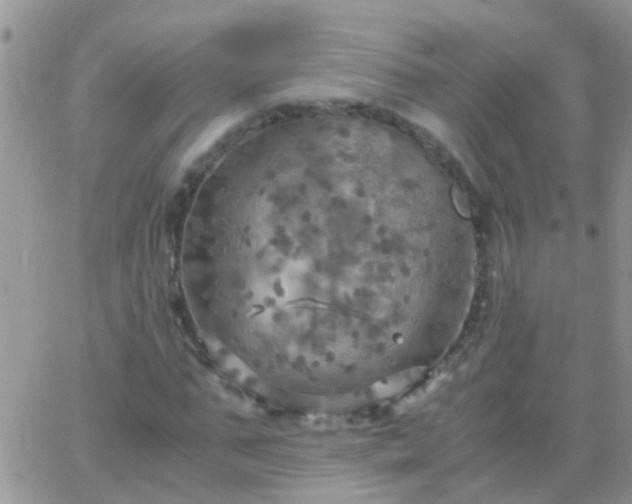 X0000065240871200602242022