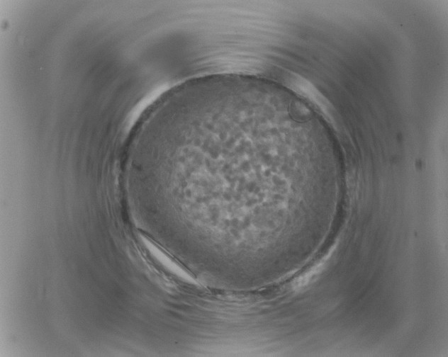 X0000065240875200602242022