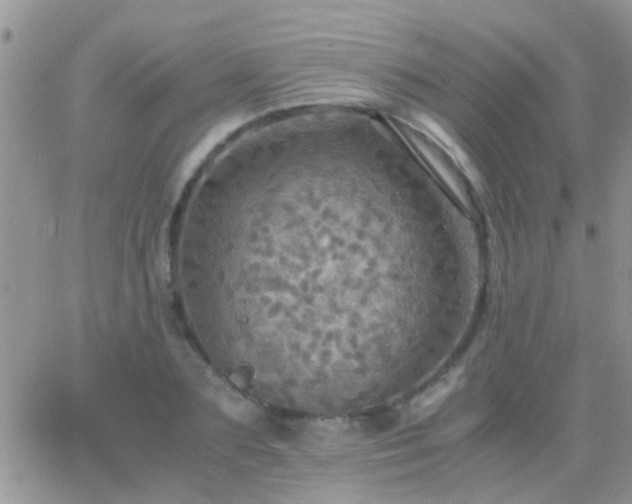 X0000065240883200602242022