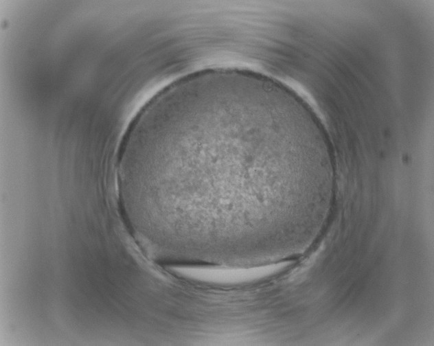 X0000065240887200602242022