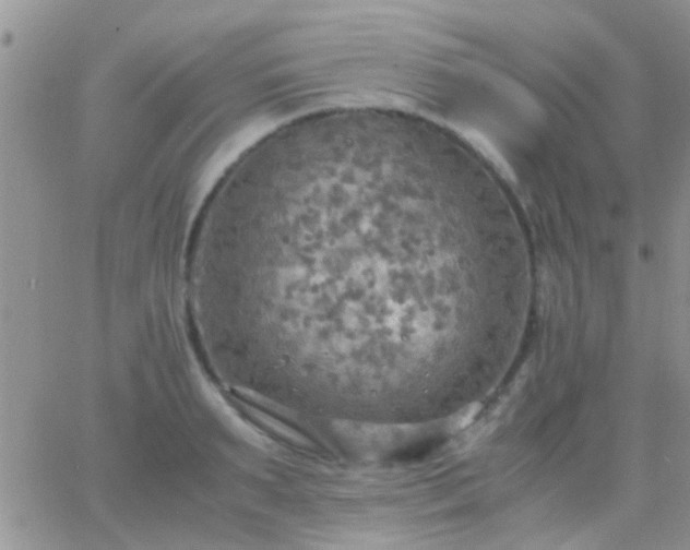 X0000065240895200602242022