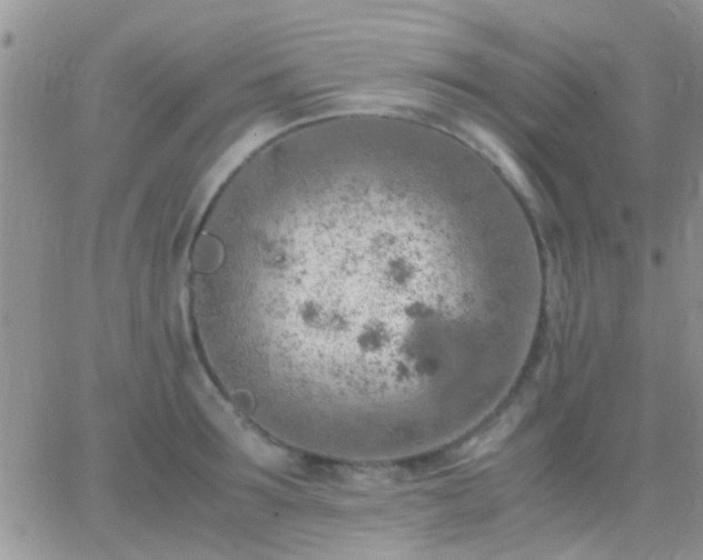 X0000065240899200602242021