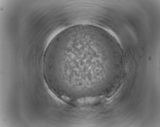 X0000065240903200602242021