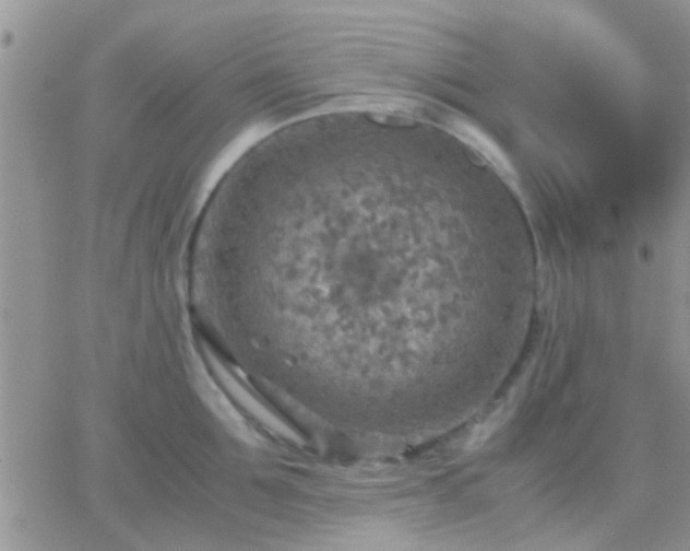 X0000065240907200602242021