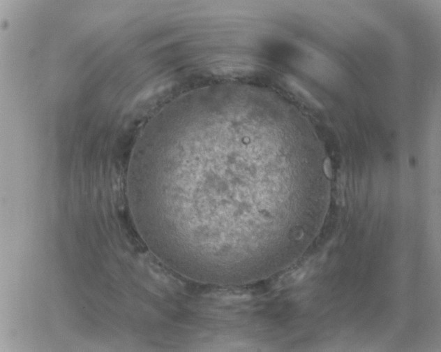 X0000065240917200602242021