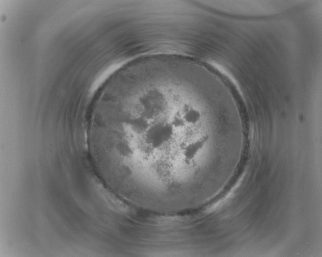 X0000065240925200602242021