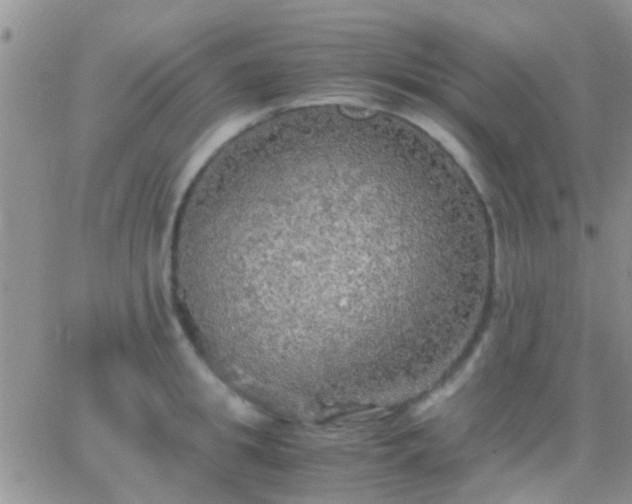 X0000065240949200602242021