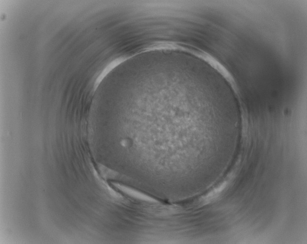 X0000065240953200602242021