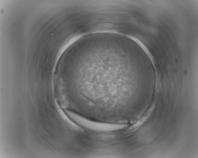 X0000065240957200602242021