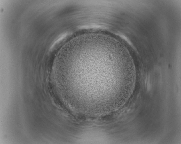 X0000065240967200602242020