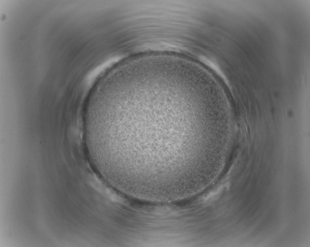 X0000065240979200602242020