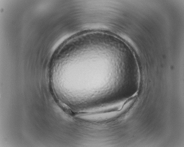 X0000065240983200602242020