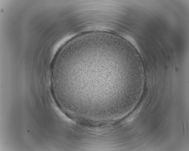 X0000065240987200602242020