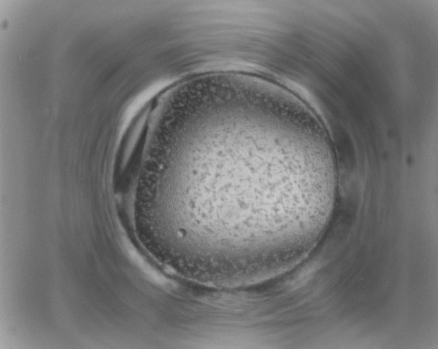 X0000065240995200602242020