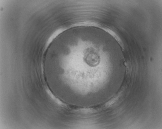 X0000065240998200602242020