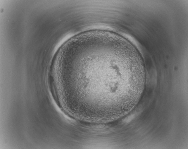 X0000065240999200602242020