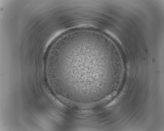 X0000065241021200602242019