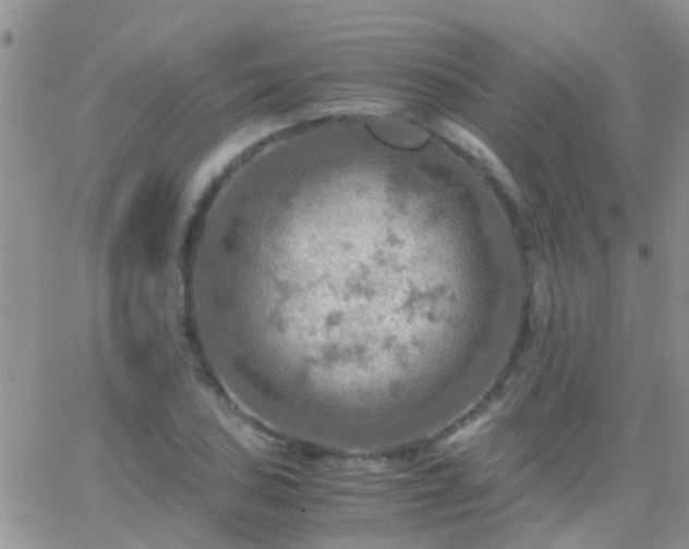 X0000065241027200602242019