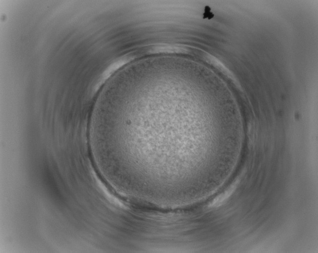 X0000065241033200602242019