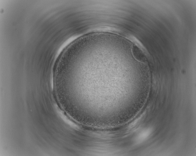 X0000065241036200602242019