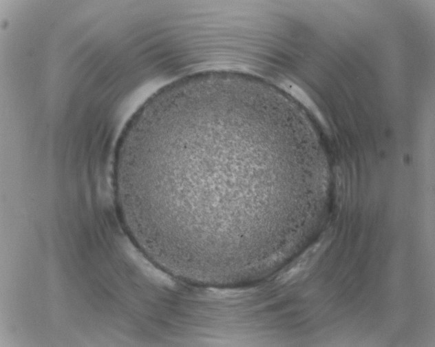 X0000065241068200602242019