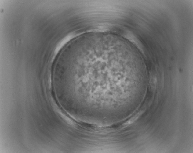 X0000065241083200602242018