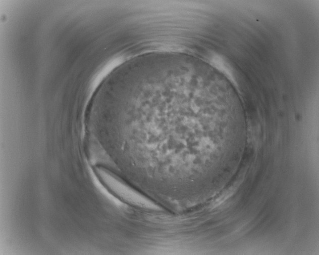 X0000065241095200602242018