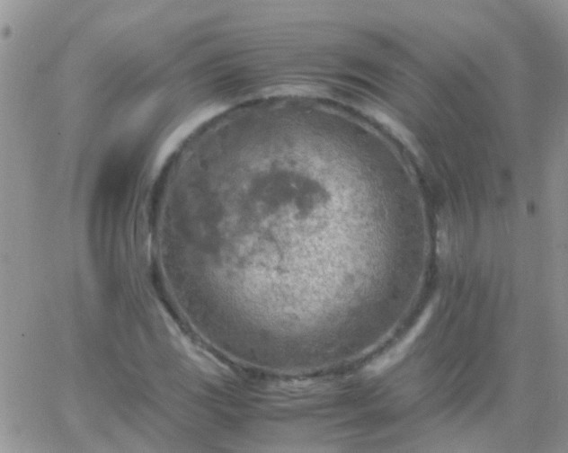 X0000065241117200602242018