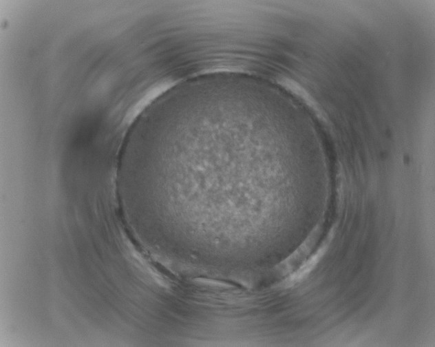 X0000065241121200602242018