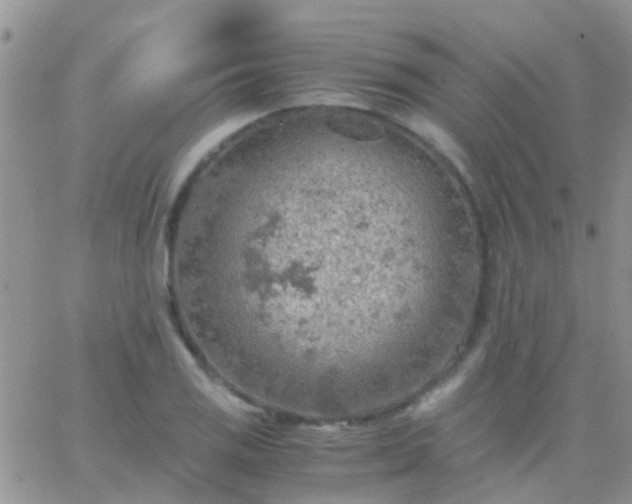 X0000065241125200602242018