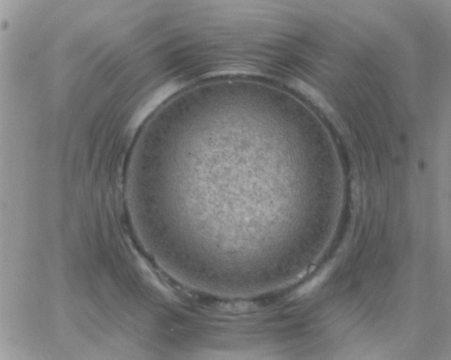 X0000065241129200602242018