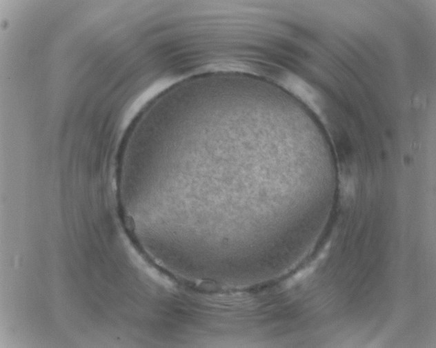 X0000065241133200602242018