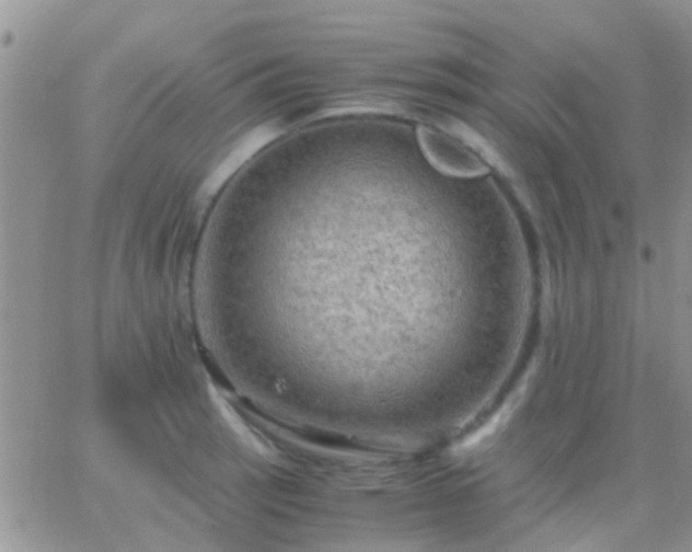 X0000065241137200602242018