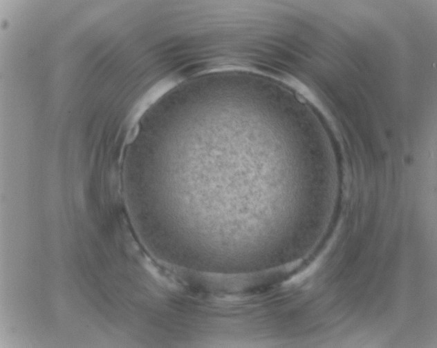 X0000065241145200602242018