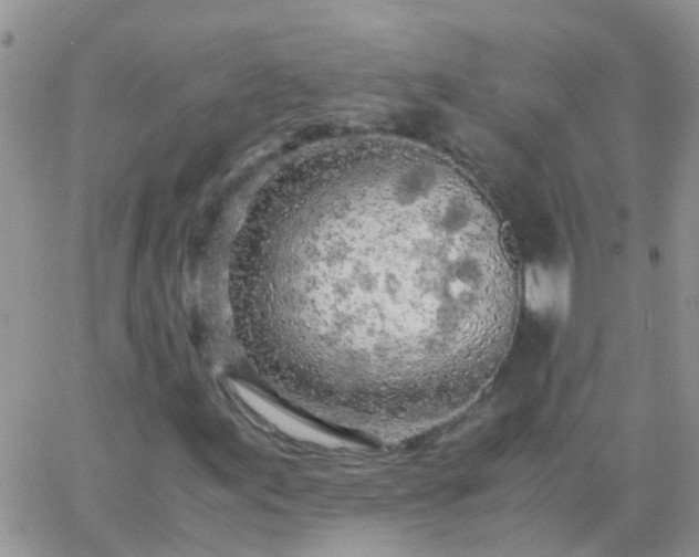 X0000065241155200602242017