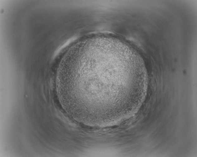 X0000065241159200602242017