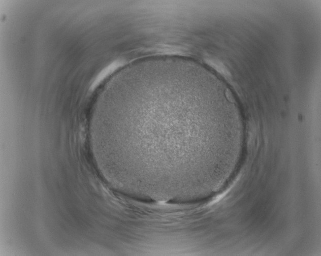 X0000065241163200602242017