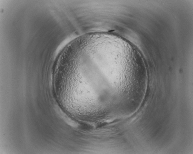 X0000065241179200602242017