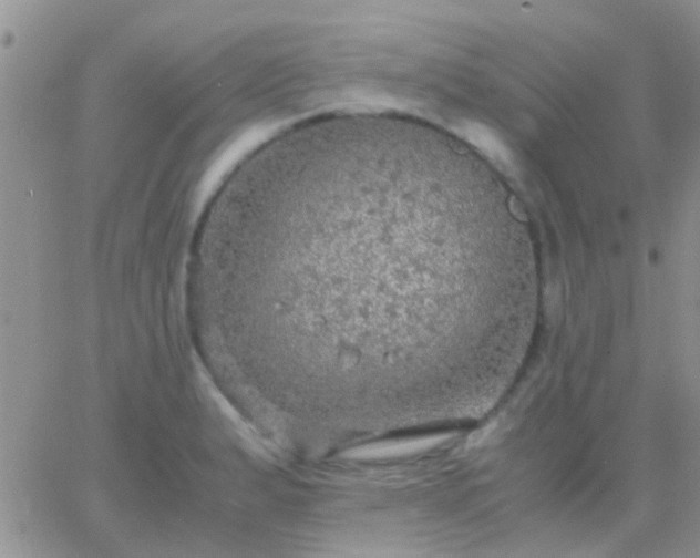 X0000065241183200602242017