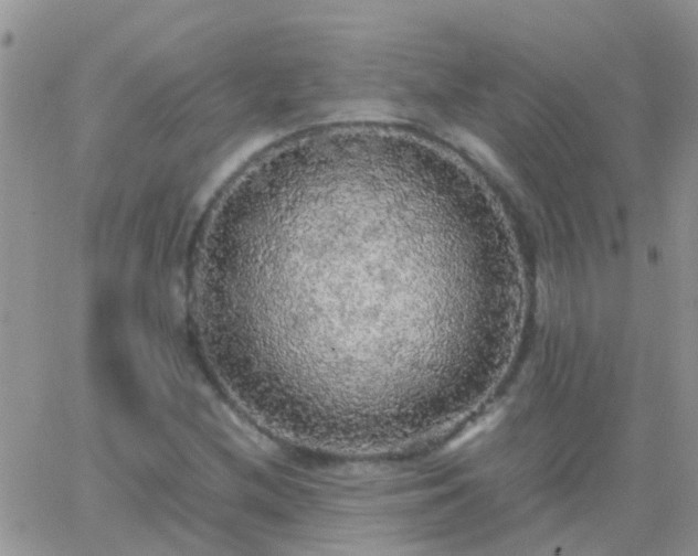 X0000065241212200602242016