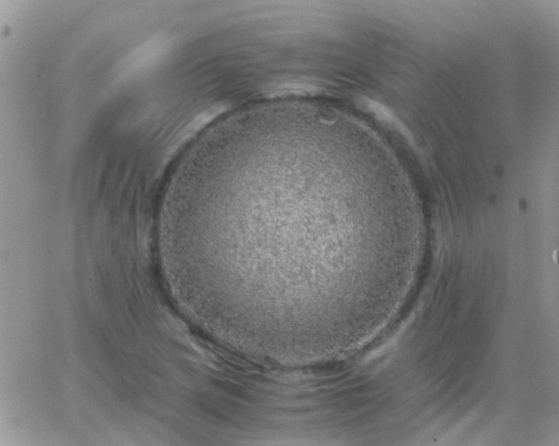 X0000065241217200602242016