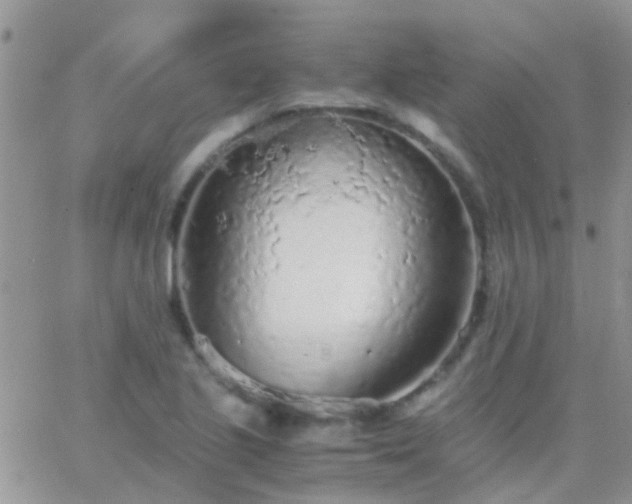 X0000065241221200602242016