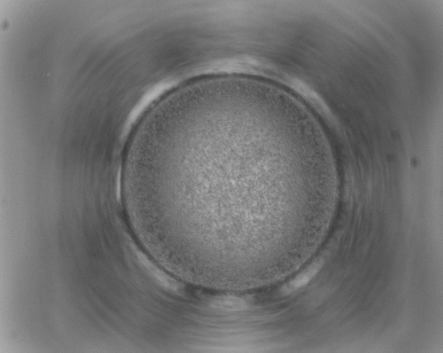 X0000065241224200602242016