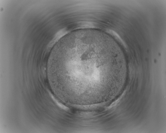 X0000065241225200602242016