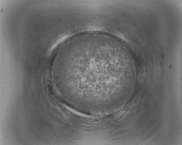 X0000065241255200602242016