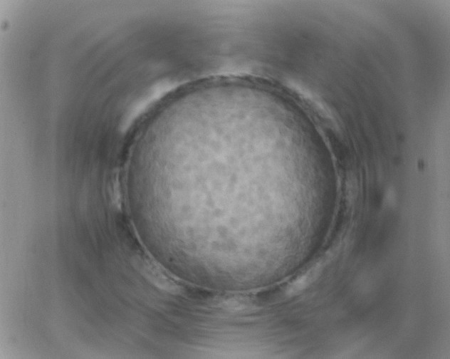 X0000065241262200602242016